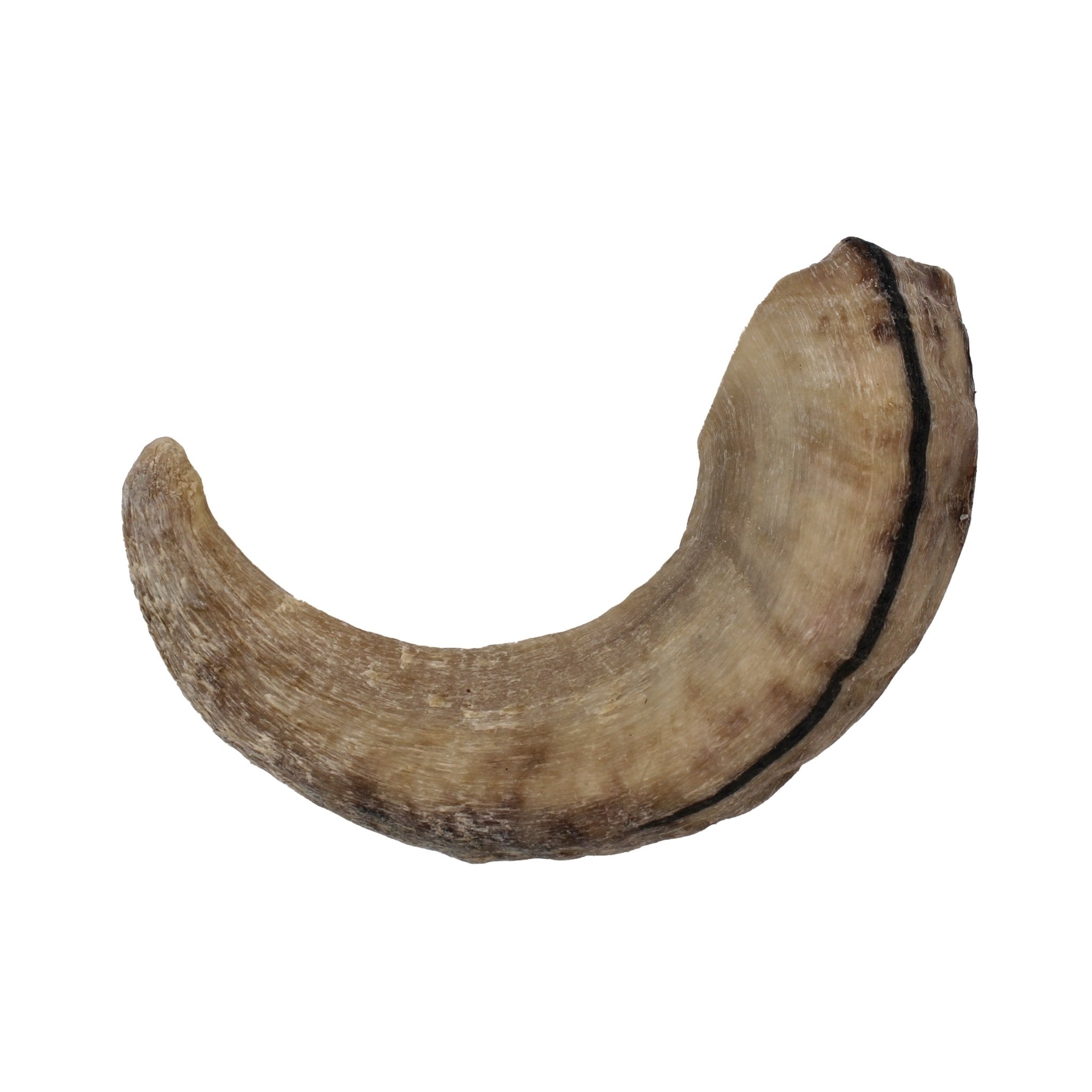 Large Lamb Horn Dog Chew - Eva Pet - Icelandic+