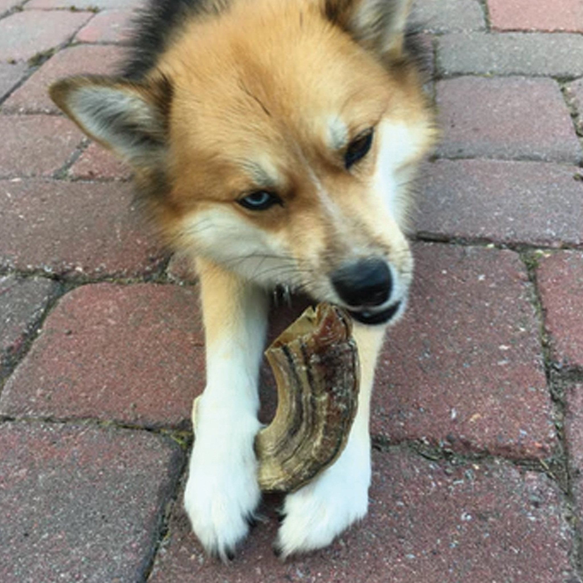 Large Lamb Horn Dog Chew - Eva Pet - Icelandic+