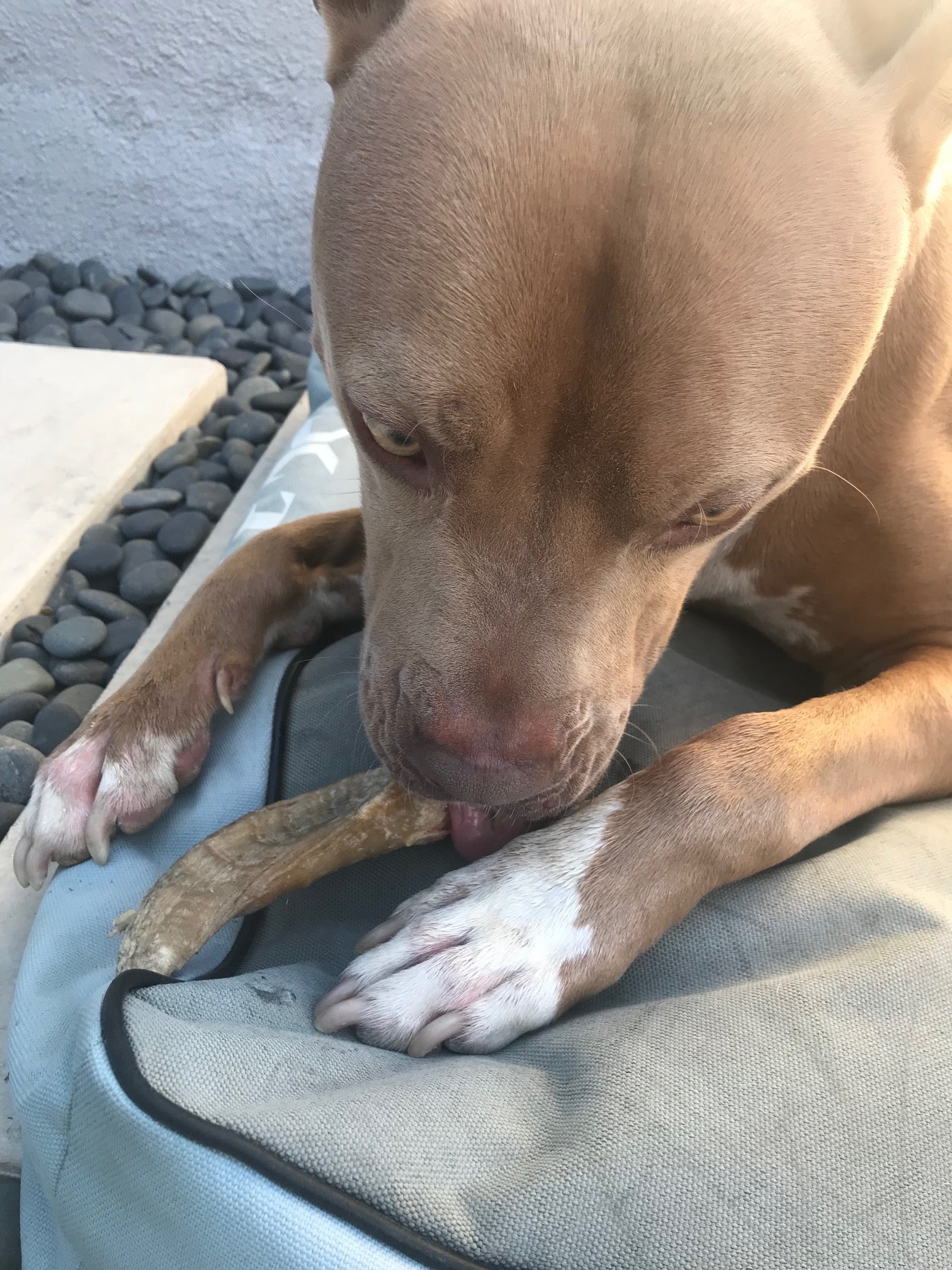 Large Lamb Horn Dog Chew - Eva Pet - Icelandic+