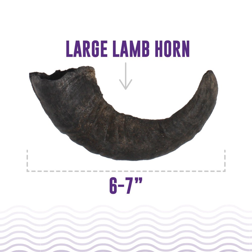 Large Lamb Horn Dog Chew - Eva Pet - Icelandic+