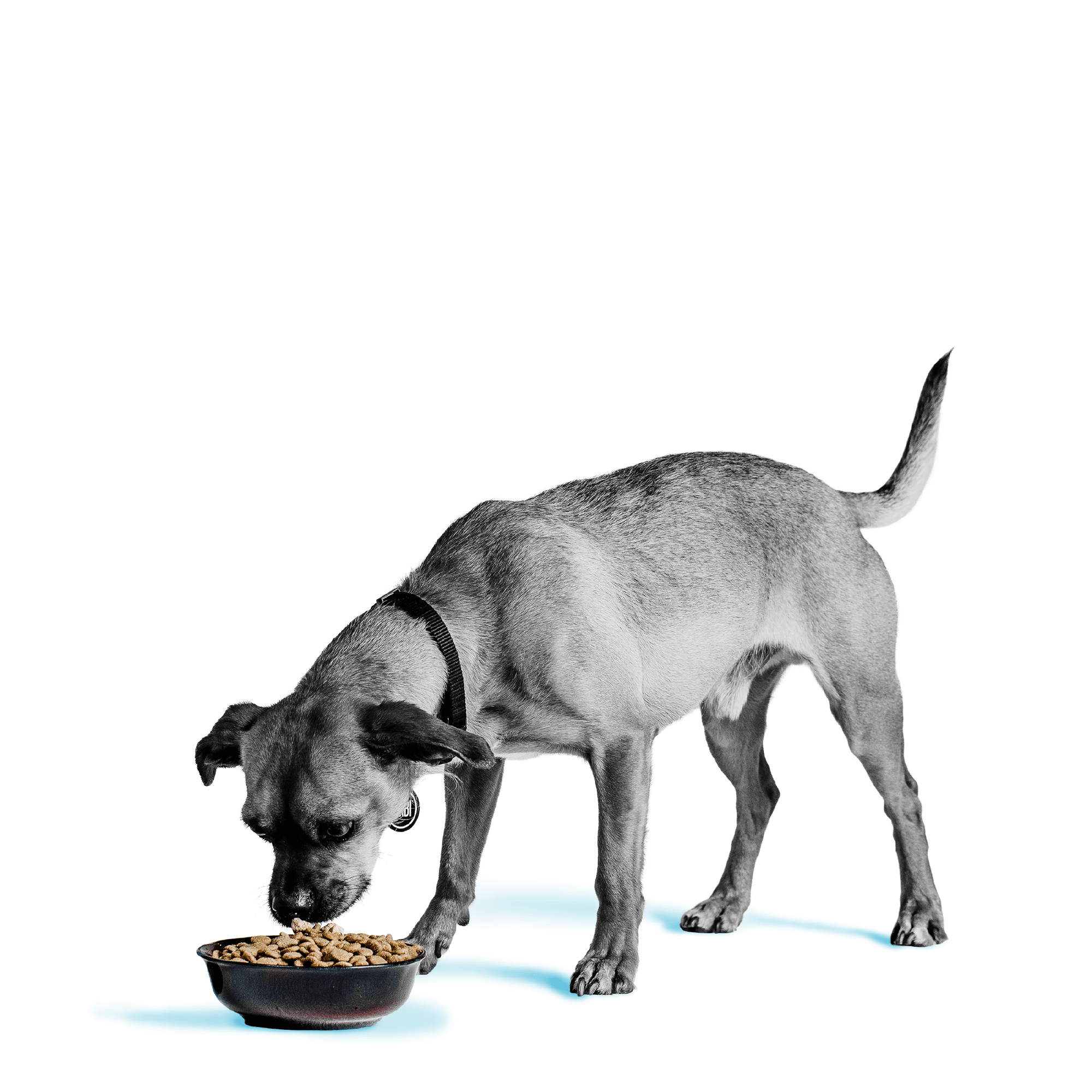 Liberty® Dry Food for Dogs – Game Bird Feast - Eva Pet - Bixbi