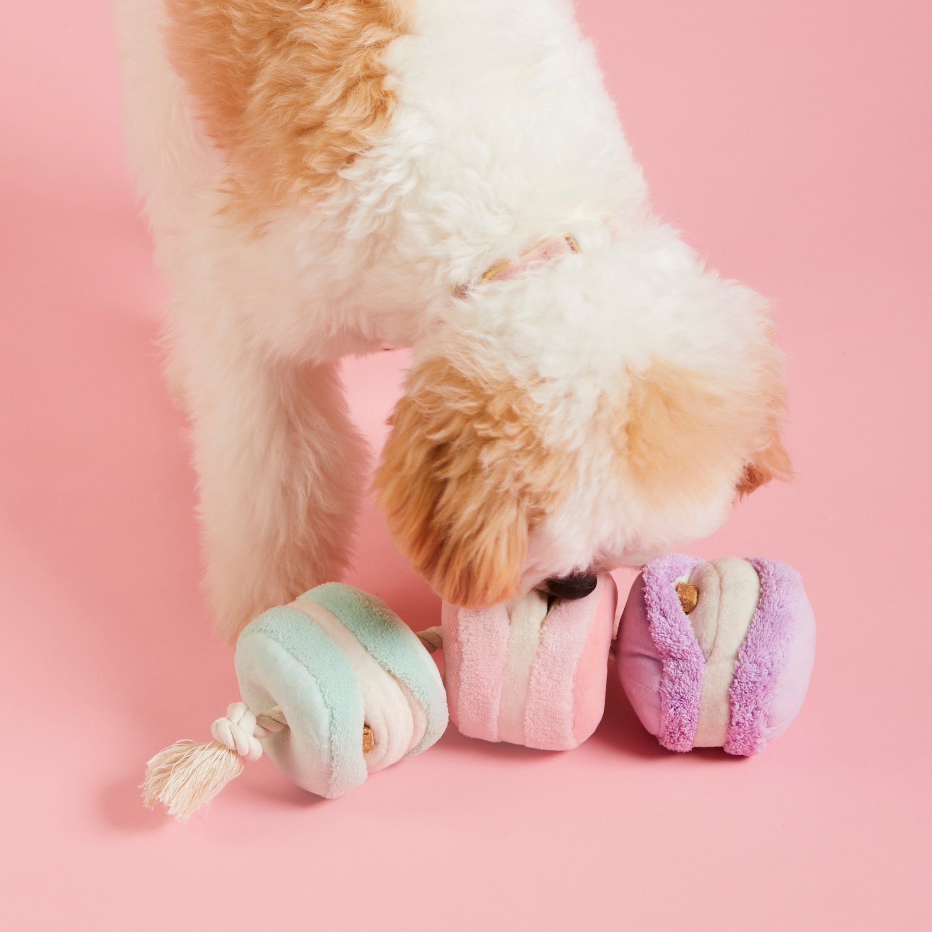 Macarons Interactive Snuffle Dog Toy - Eva Pet - The Foggy Dog
