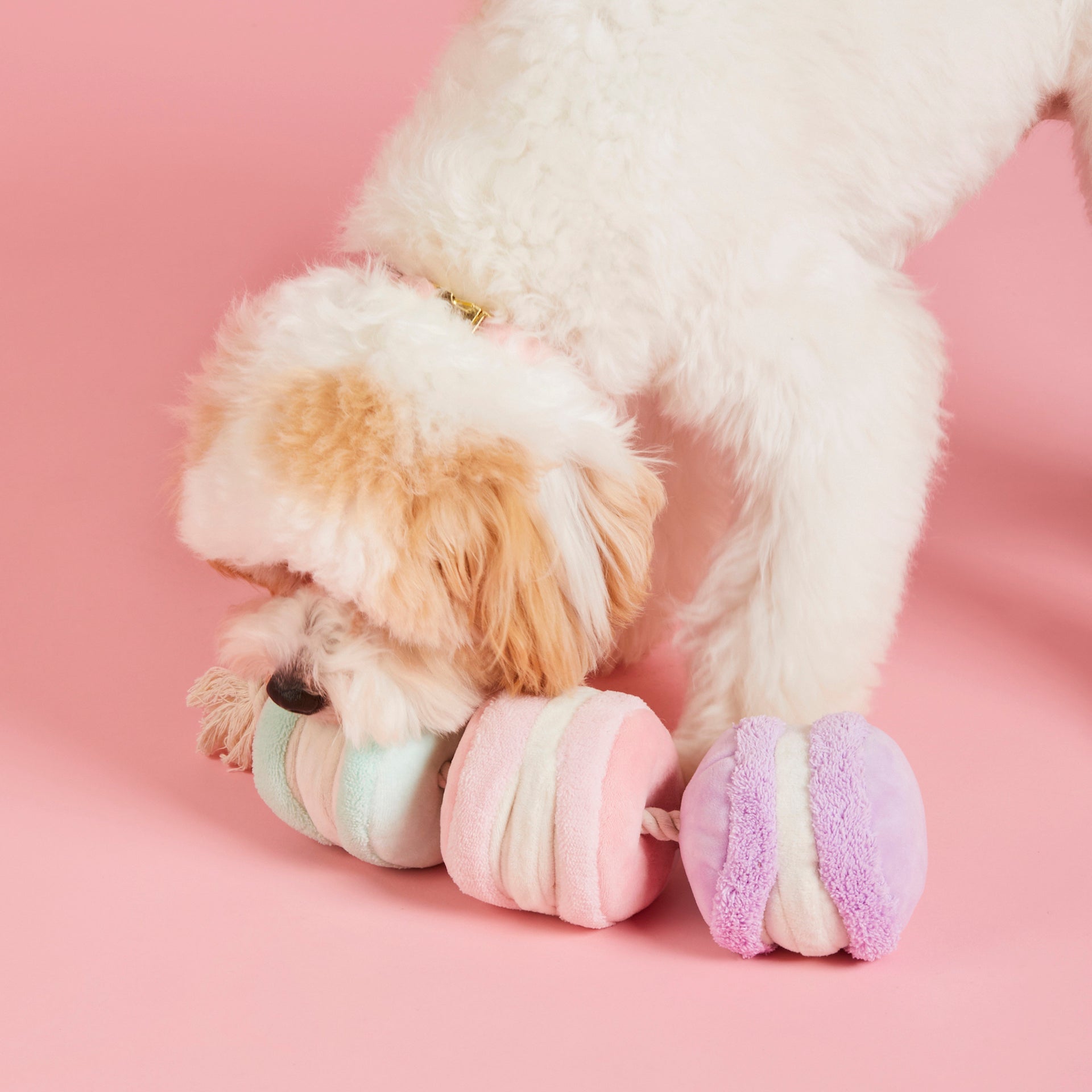 Macarons Interactive Snuffle Dog Toy - Eva Pet - The Foggy Dog