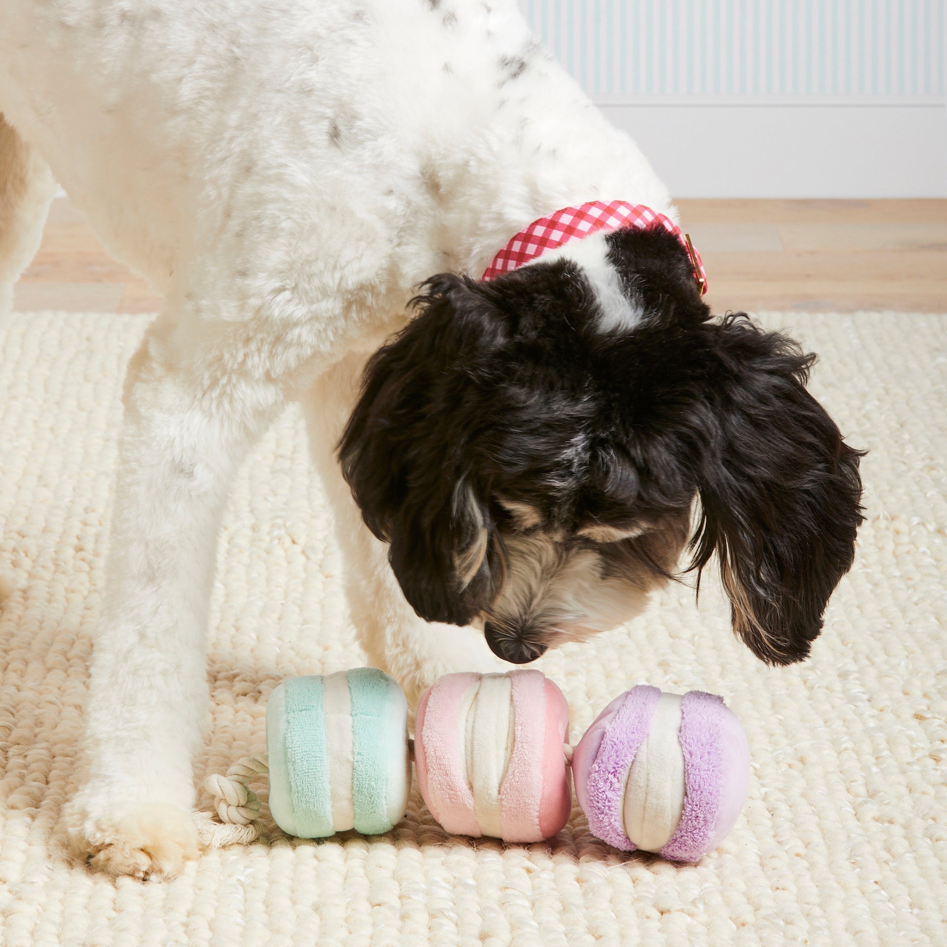 Macarons Interactive Snuffle Dog Toy - Eva Pet - The Foggy Dog