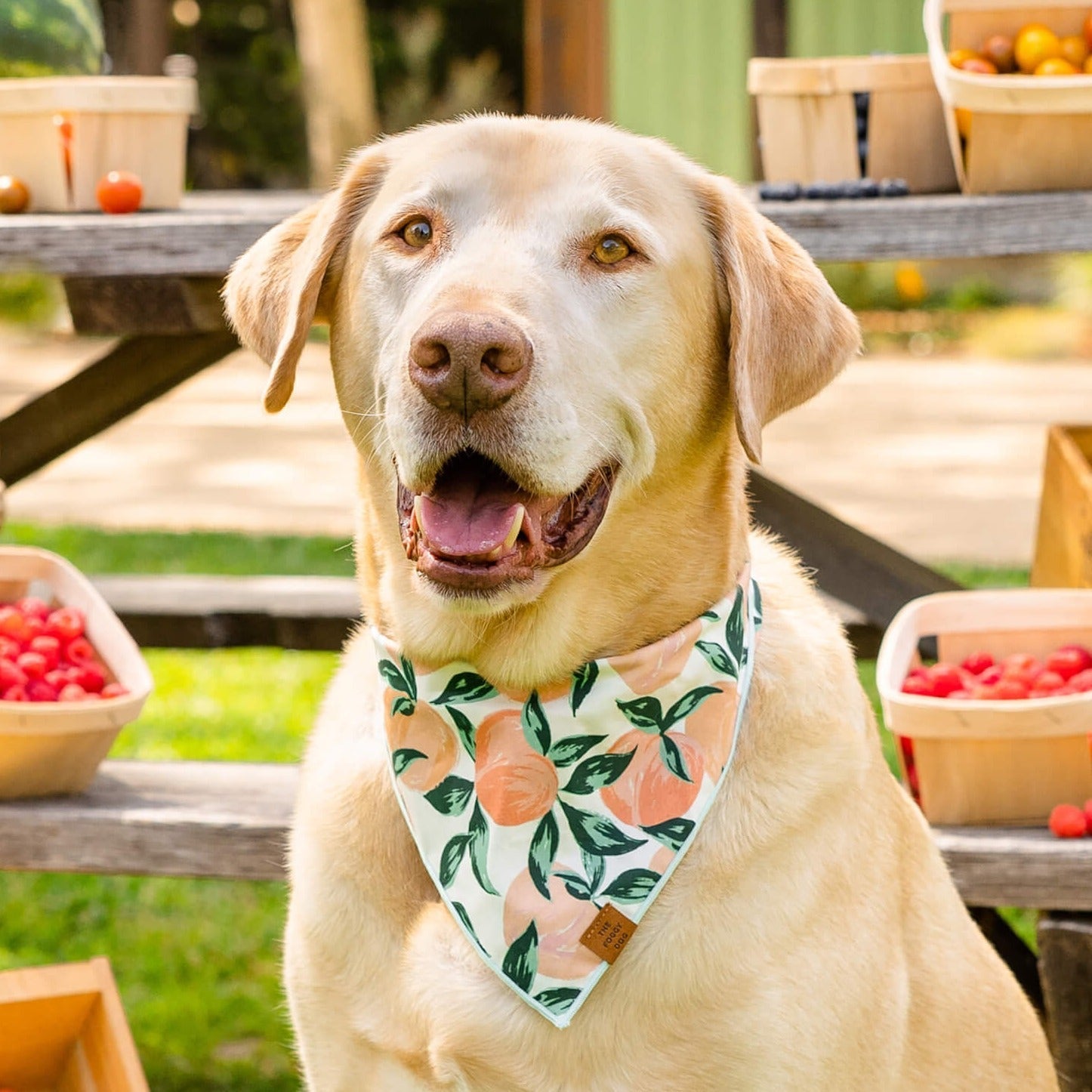 Peaches and Cream Dog Bandana - Eva Pet - The Foggy Dog