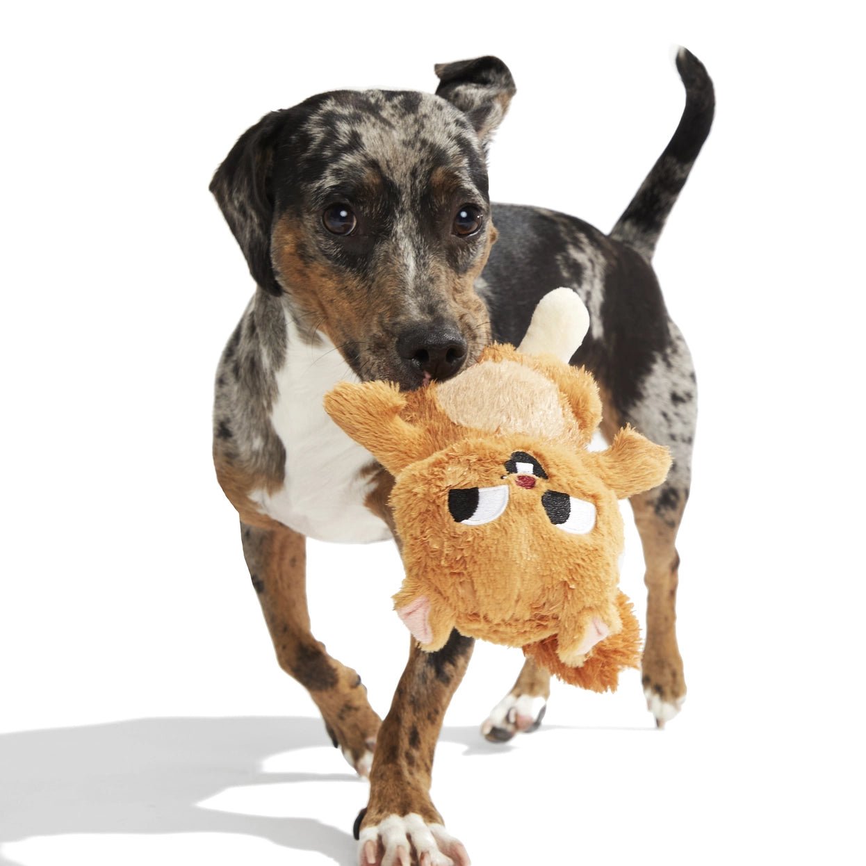 Pearl Squirrel Plush Dog Toy - Eva Pet - BARK