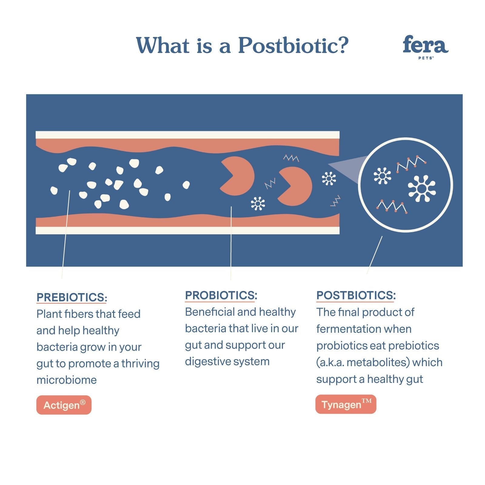 Postbiotics Plus - Eva Pet - Fera Pets