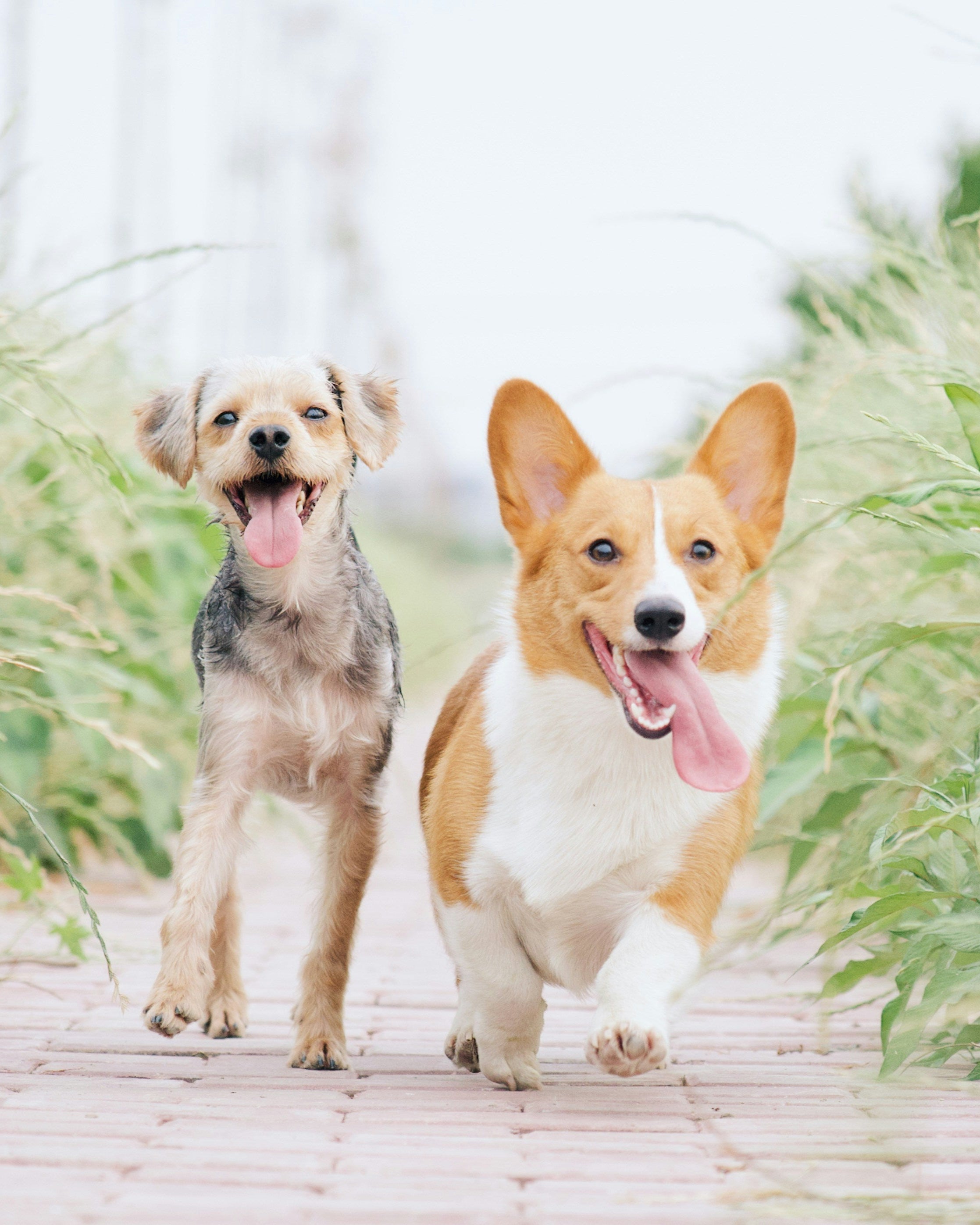 puppies running towards camera