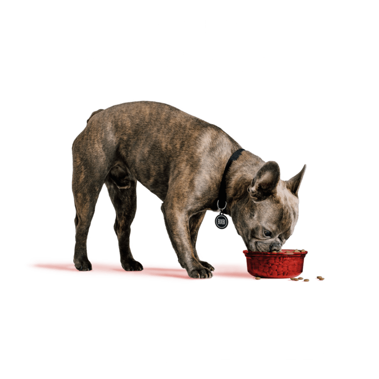 Rawbble® Dry Food for Dogs – Beef Recipe - Eva Pet - Bixbi