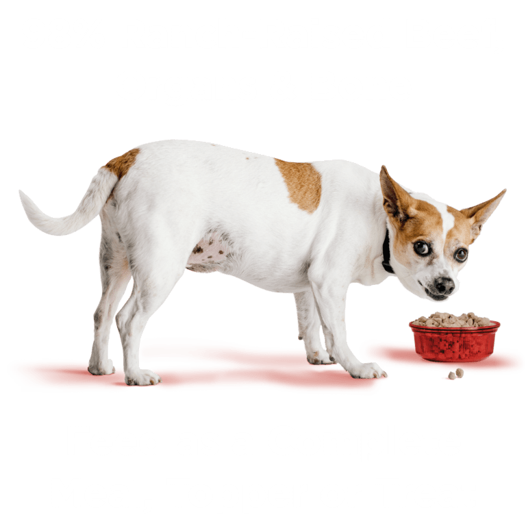 Rawbble® Freeze - Dried Food for Dogs – Beef Recipe - Eva Pet - Eva Pet