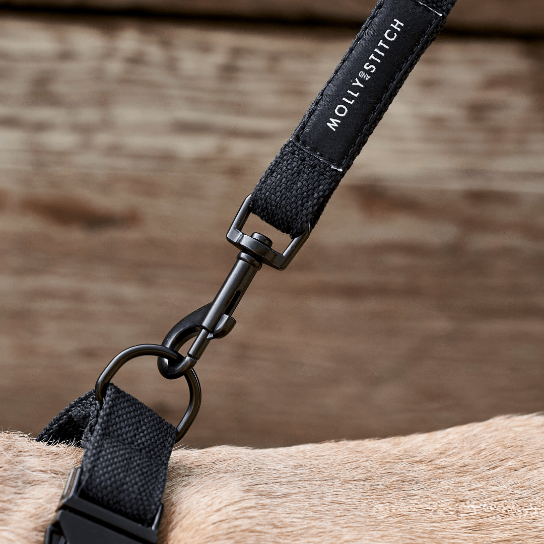 Soft Rock City Leash - Black - Eva Pet - mollyandstitchus