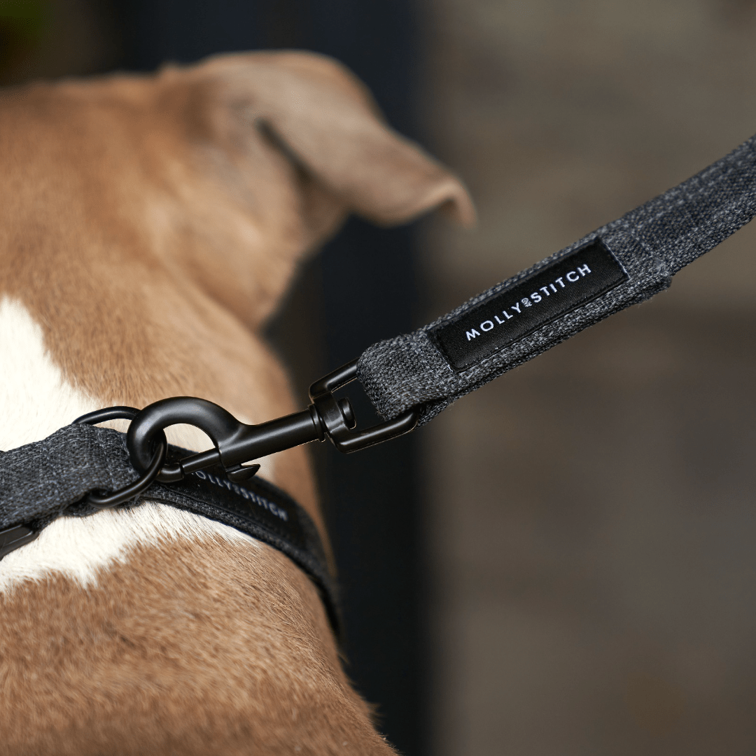 Soft Rock City Leash - Grey - Eva Pet - mollyandstitchus