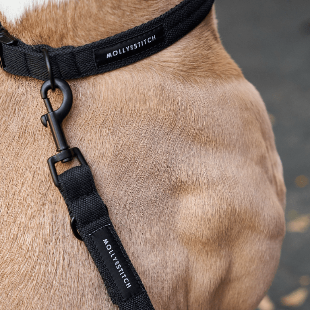 Soft Rock Collar - Black - Eva Pet - mollyandstitchus