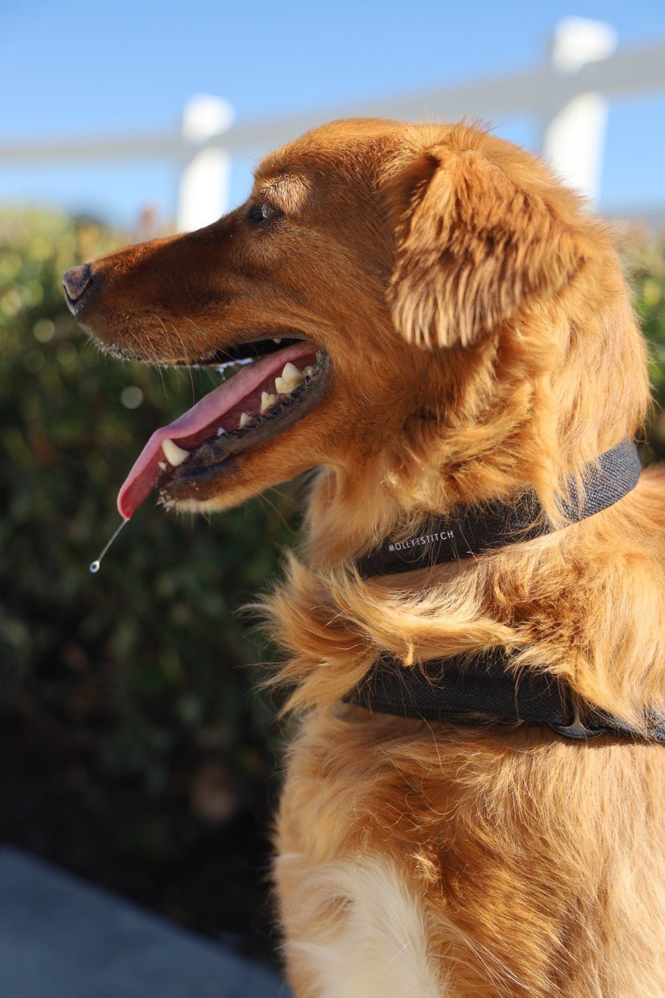 Soft Rock Collar - Black - Eva Pet - mollyandstitchus