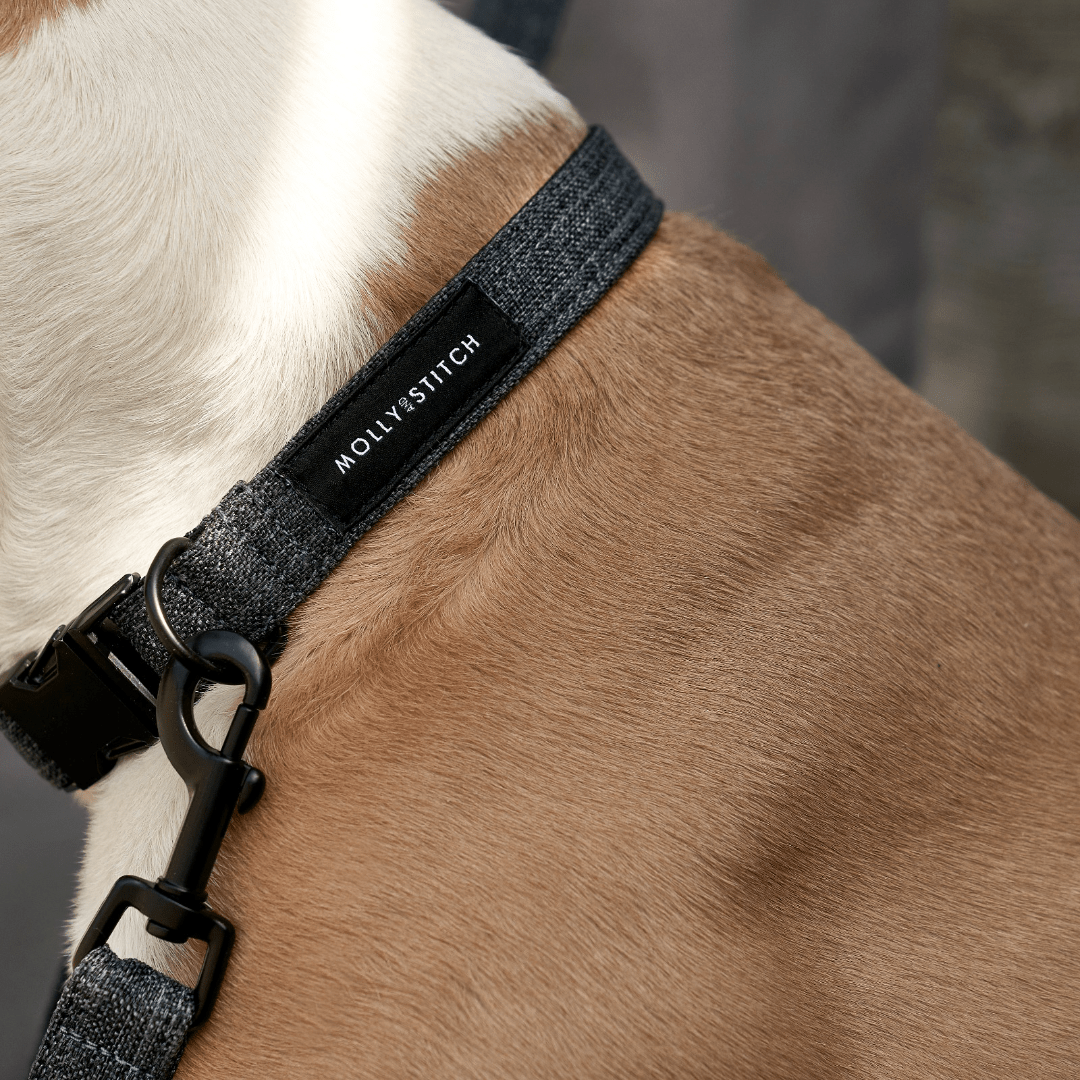 Soft Rock Collar - Grey - Eva Pet - mollyandstitchus