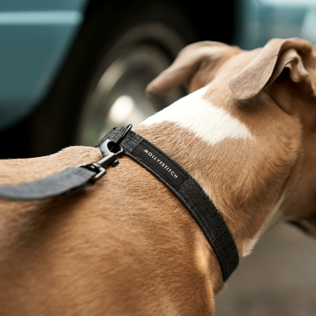 Soft Rock Collar - Grey - Eva Pet - mollyandstitchus