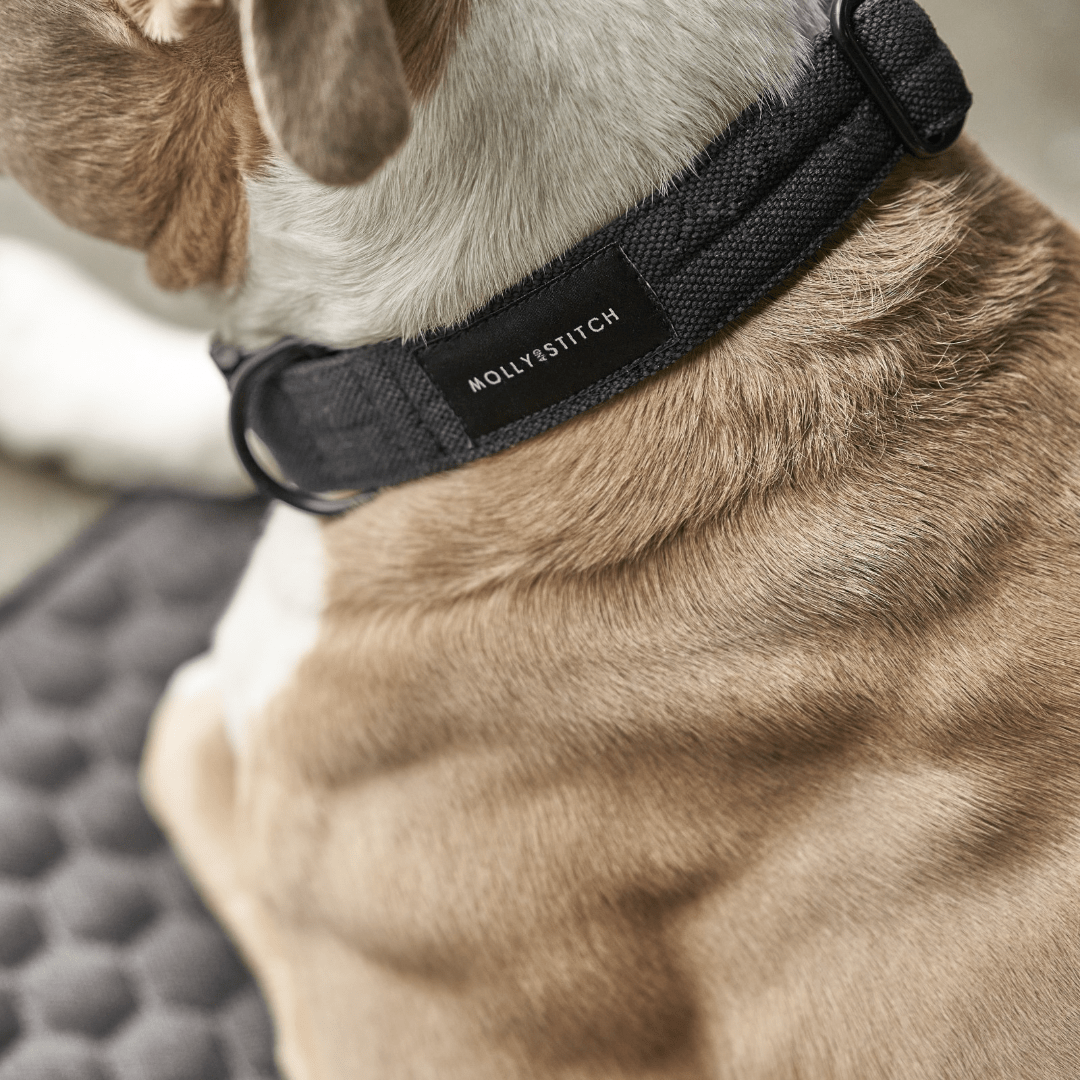 Soft Rock Collar - Grey - Eva Pet - mollyandstitchus