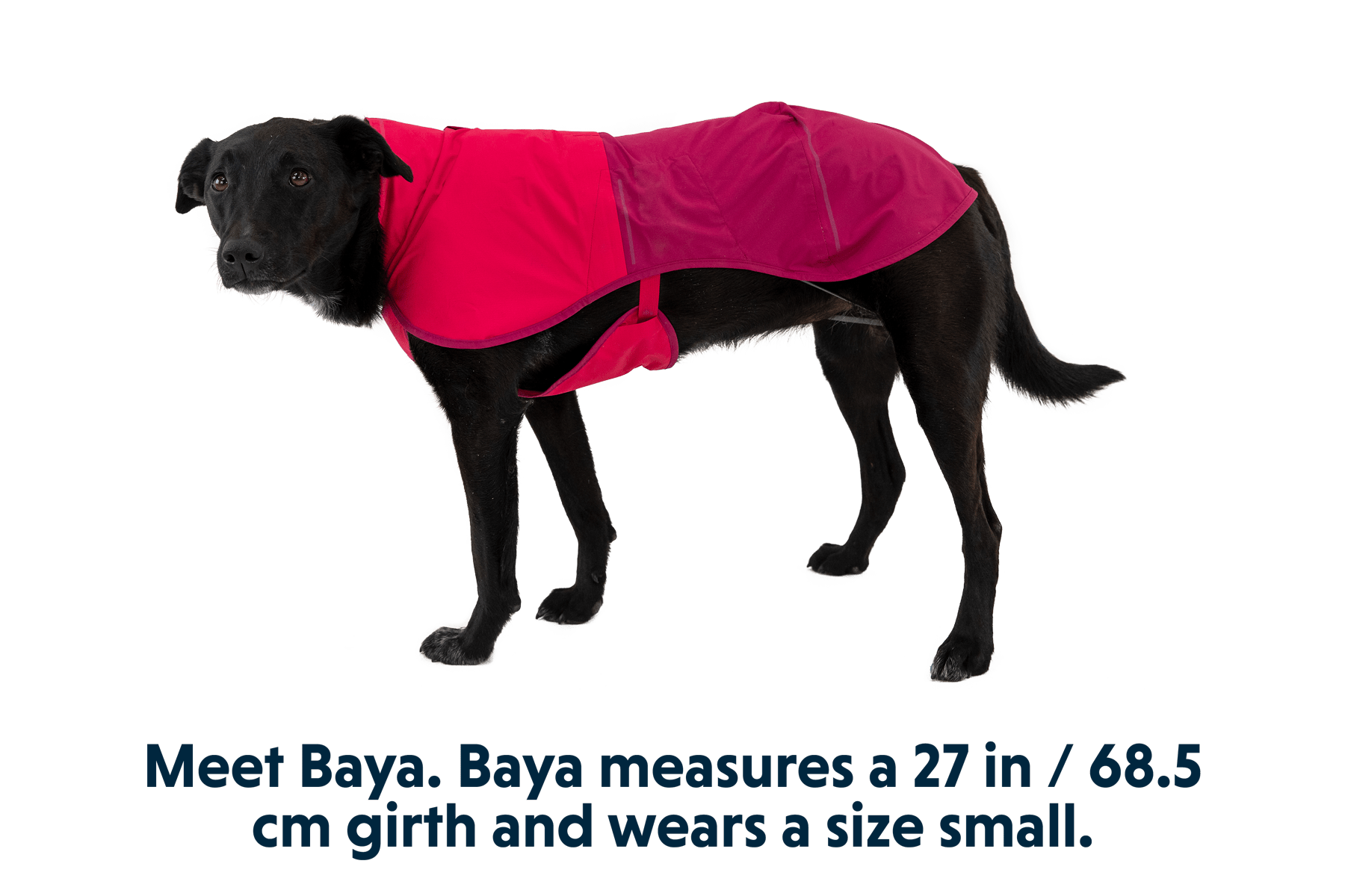 Sun Shower™ Dog Raincoat - Eva Pet - Ruff Wear Inc.