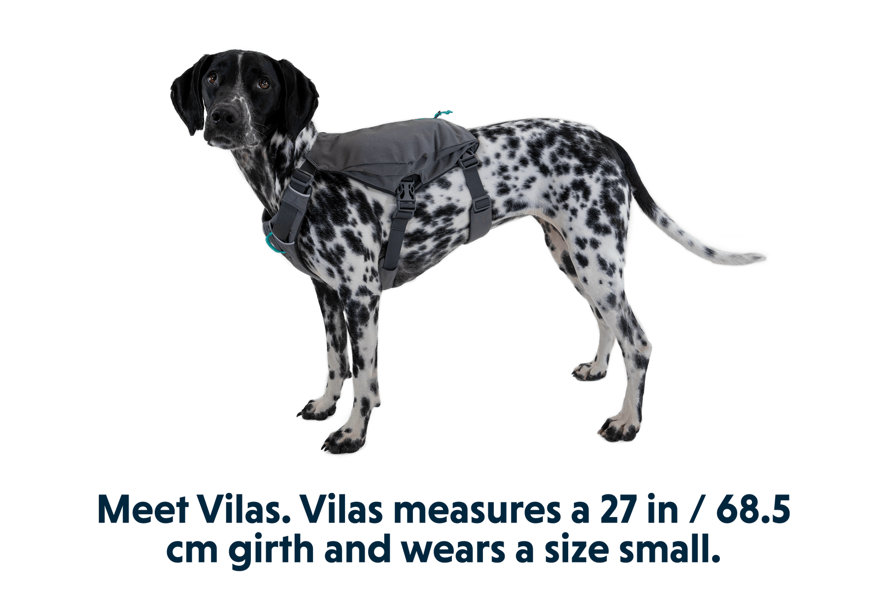 Switchbak™ Dog Harness - Eva Pet - Ruff Wear Inc.