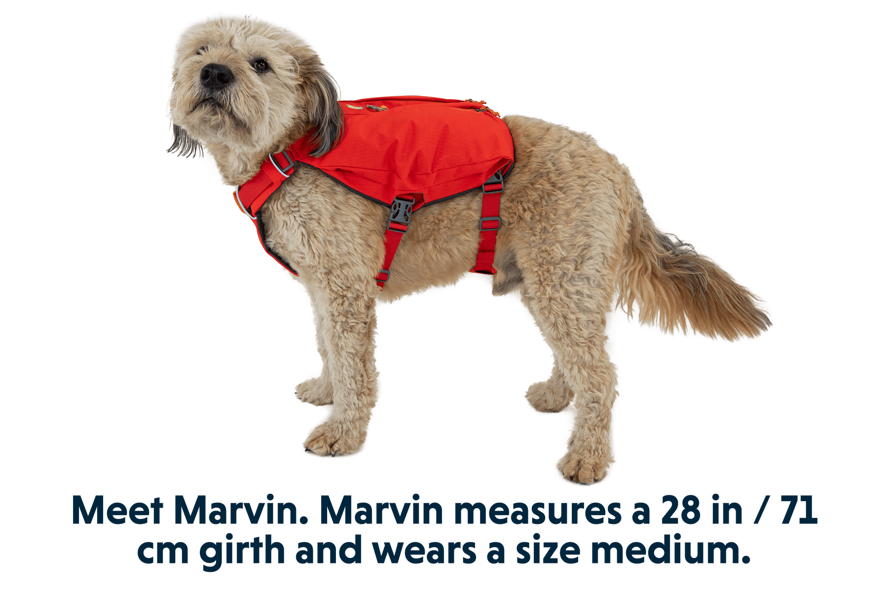 Switchbak™ Dog Harness - Eva Pet - Ruff Wear Inc.