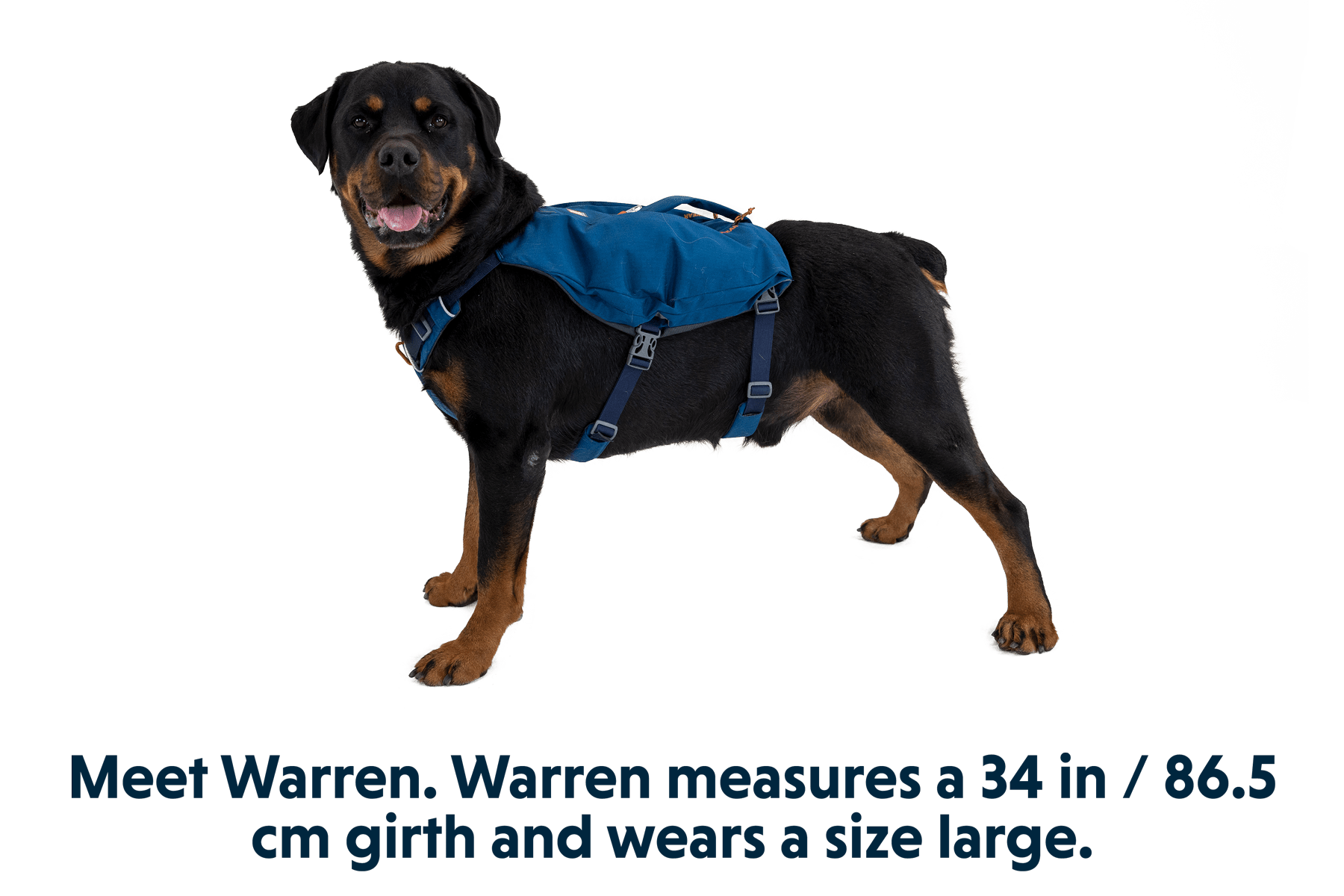 Switchbak™ Dog Harness - Eva Pet - Ruff Wear Inc.