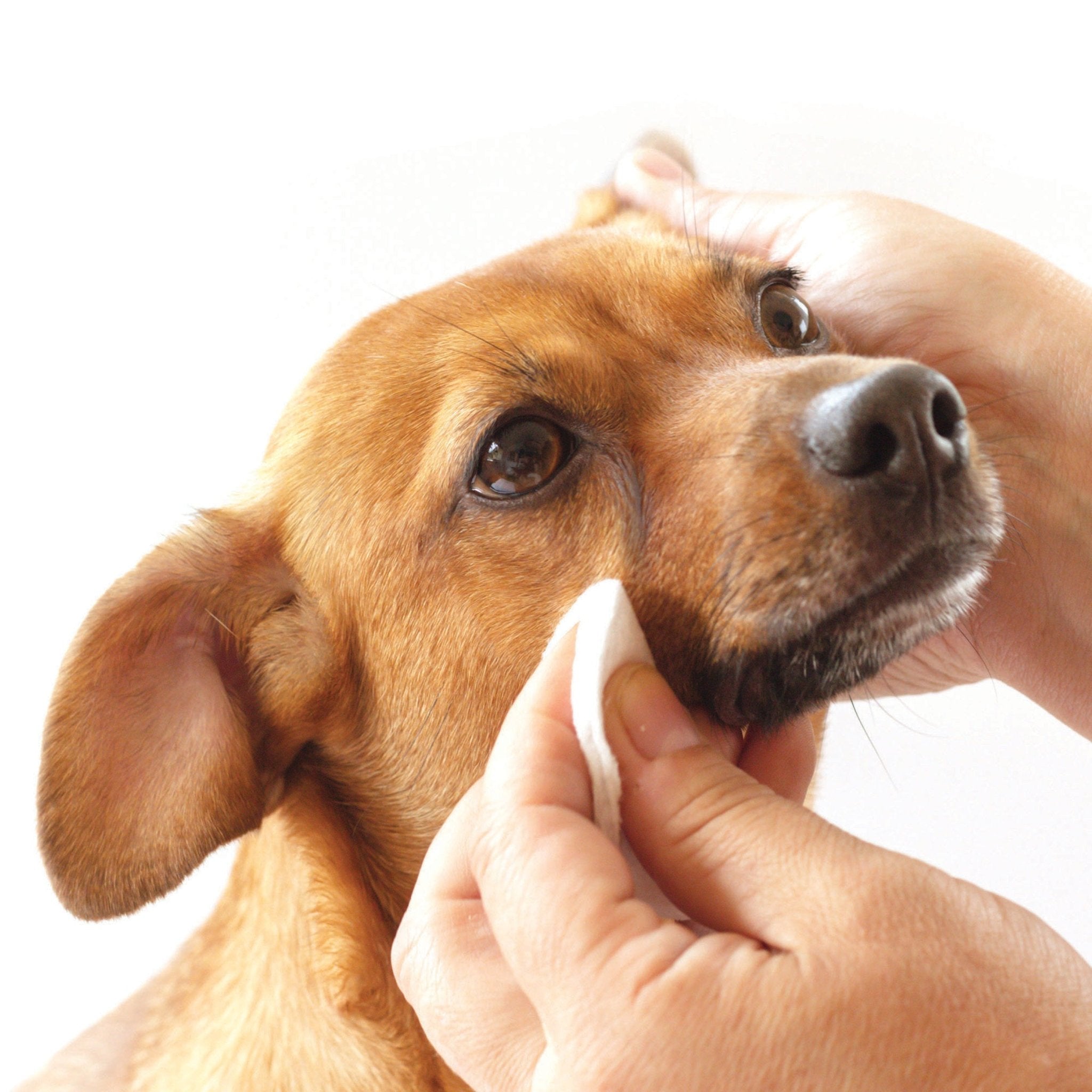 Tear Stain Removing Under Eye Wipes - Eva Pet - Pure and Natural Pet