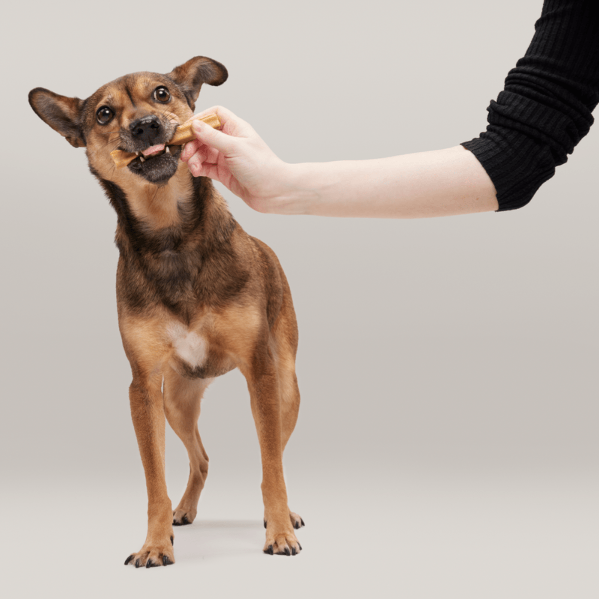 The Bright Dental Kit - Eva Pet - BARK