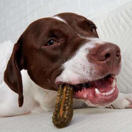 The Bright Durable Dental Kit - Eva Pet - BARK