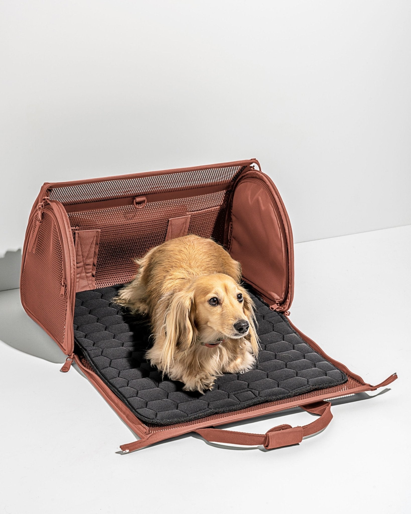 Travel Carrier - Eva Pet - Wild One