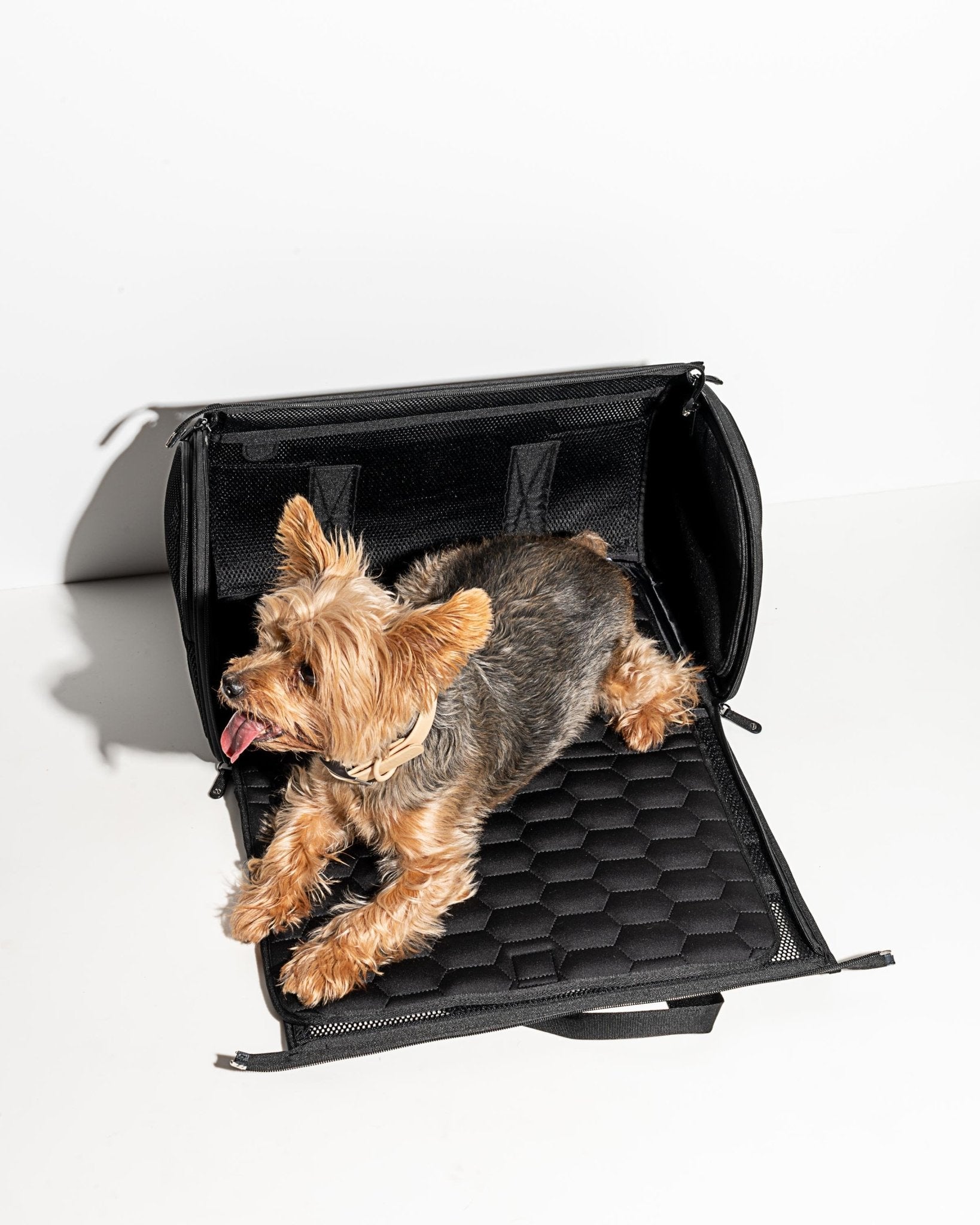 Travel Carrier - Eva Pet - Wild One