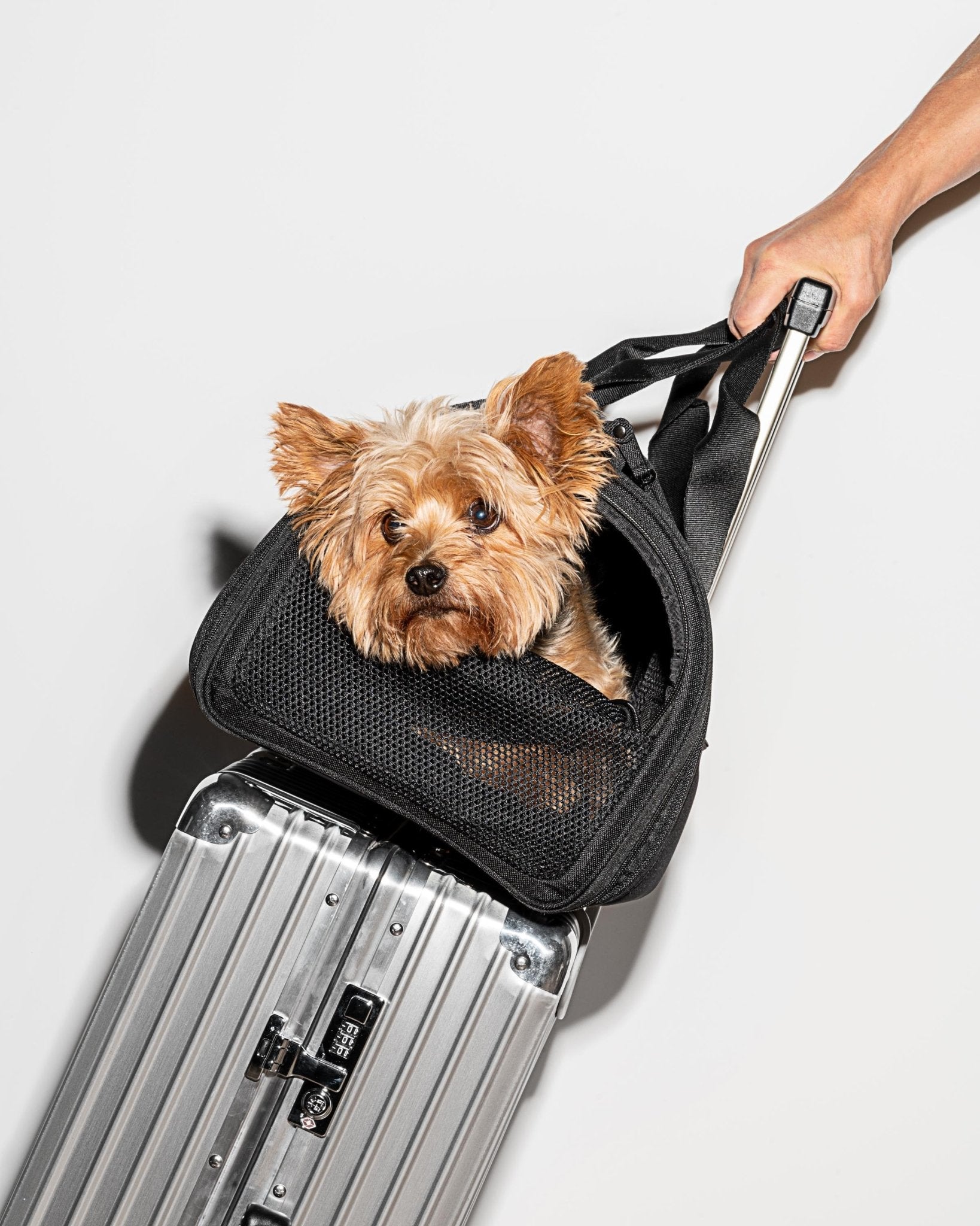 Travel Carrier - Eva Pet - Wild One