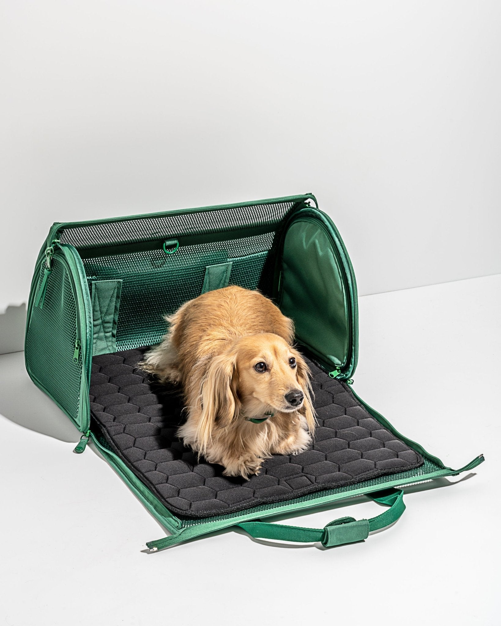 Travel Carrier - Eva Pet - Wild One