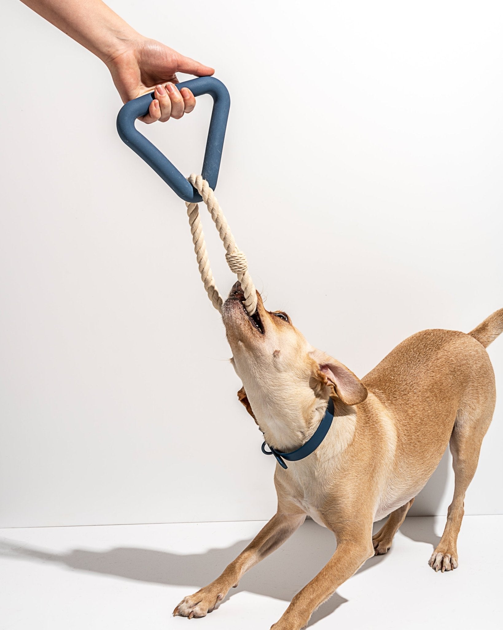 Triangle Tug - Eva Pet - Wild One