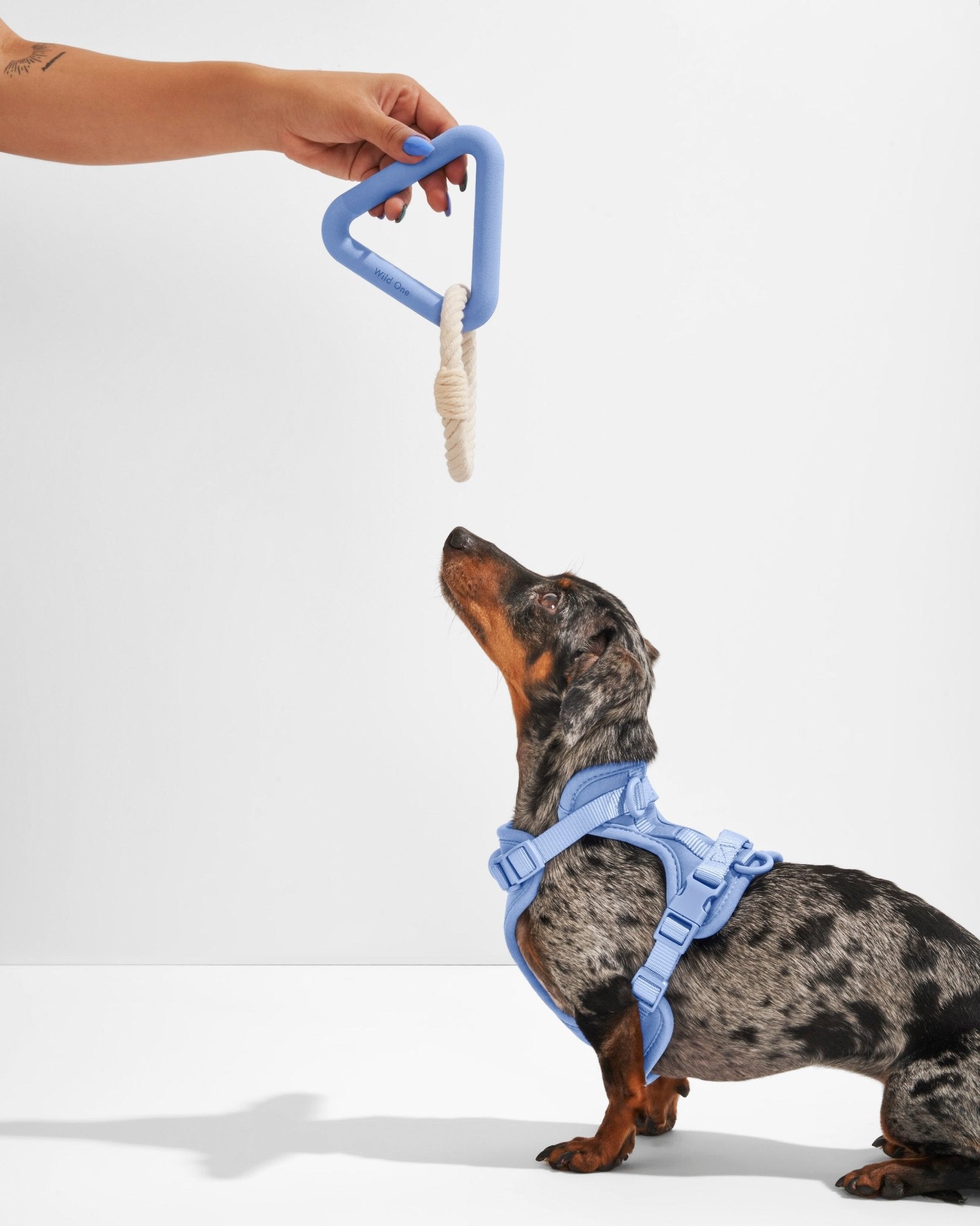 Triangle Tug - Eva Pet - Wild One