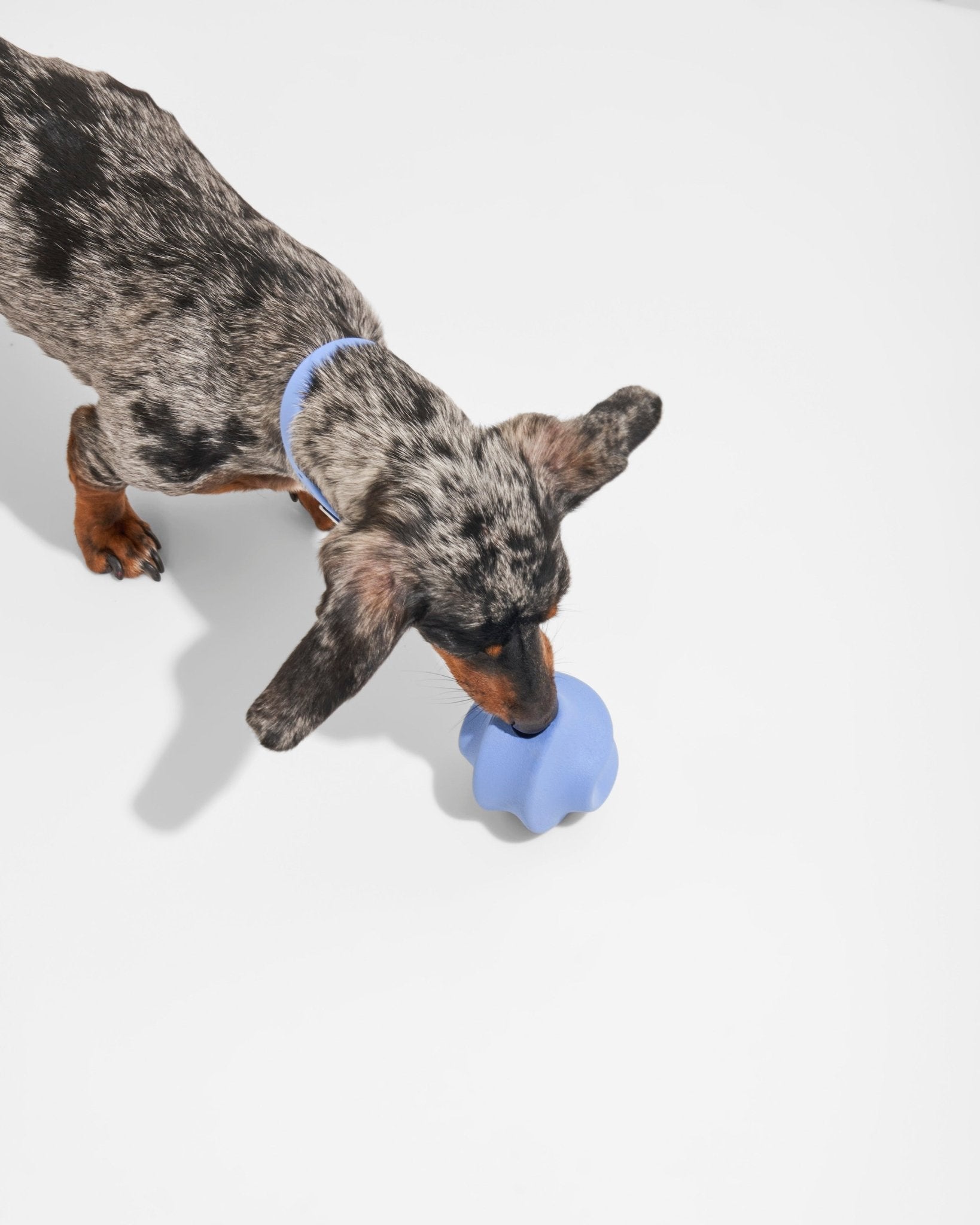 Twist Toss - Eva Pet - Wild One