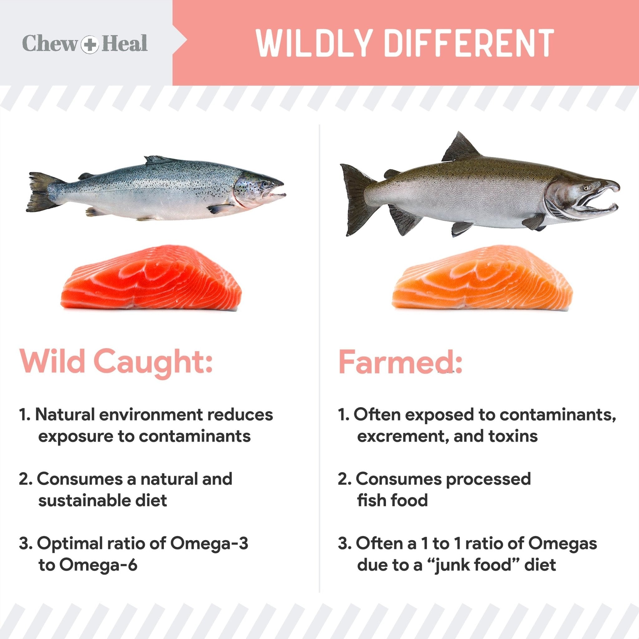 Wild Alaskan Omega Salmon Oil Formula Skin & Coat Liquid Supplement for Dogs - Eva Pet - Chew + Heal