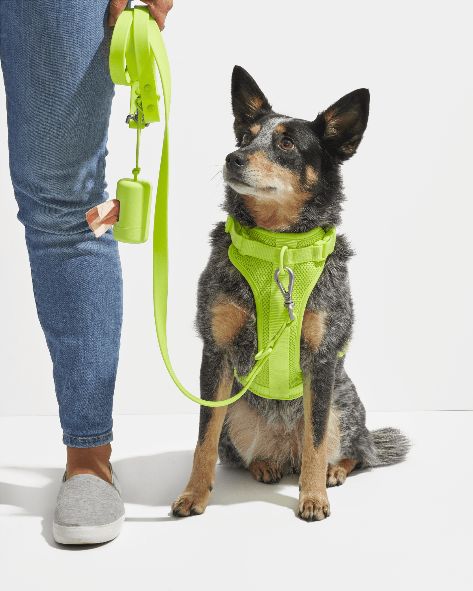 Wild One Dog Leash - Eva Pet - Wild One