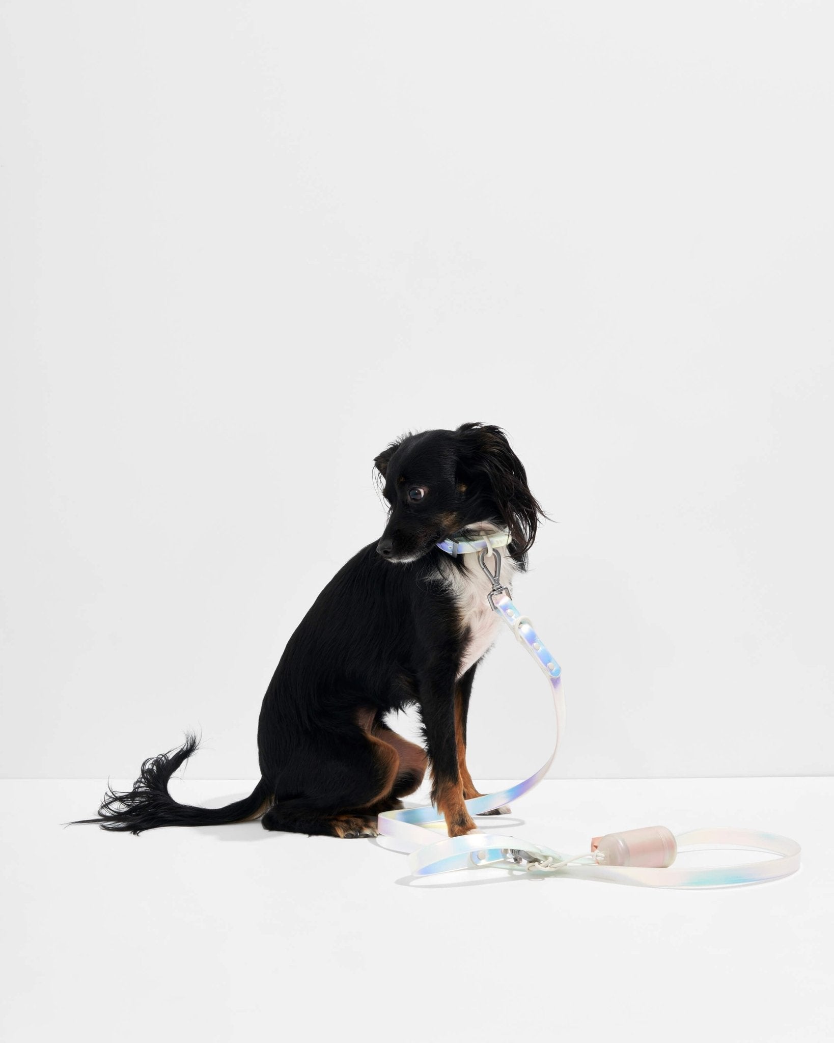 Wild One Dog Leash - Eva Pet - Wild One