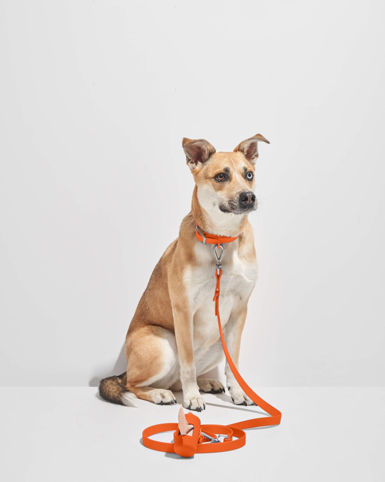 Wild One Dog Leash - Eva Pet - Wild One